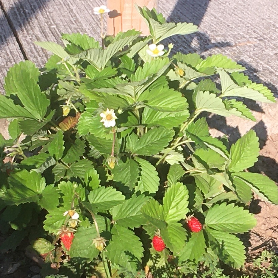 Das Bild zeigt eine Pflanze mit dreizählig gefingerten Blättern mit gesägten Blatträndern sowie einige kleine rote Erdbeeren, weiße Blüten mit gelber Mitte und grüne Fruchtansätze.