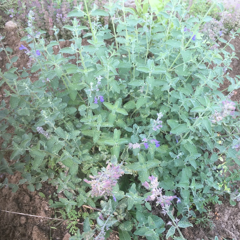 Das Foto zeigt eine Pflanze mit kleinen keilförmigen, gräulich-grünen Blättchen mit stark gesägtem Rand, die jeweils paarweise gegenüberstehen.