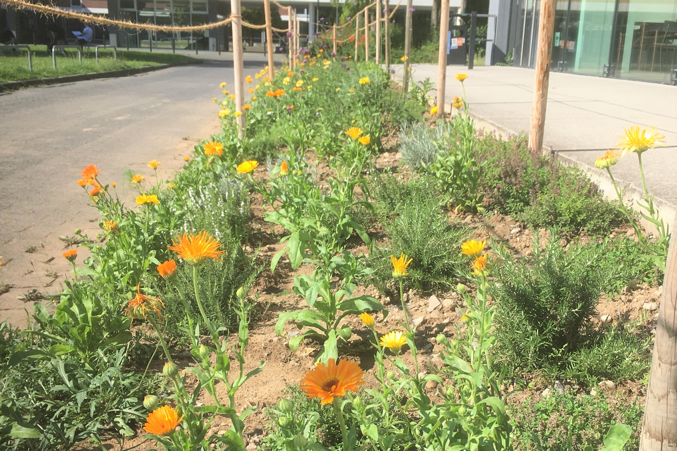 Das Foto zeigt gelb blühende Ringelblumen, weiß blühendes Berg-Bohnenkraut und viele weitere Pflanzen in einer Längsaufnahme des Beets. Die Pflanzen sind in den letzten Wochen wegen des vielen Regens sehr gut gewachsen.